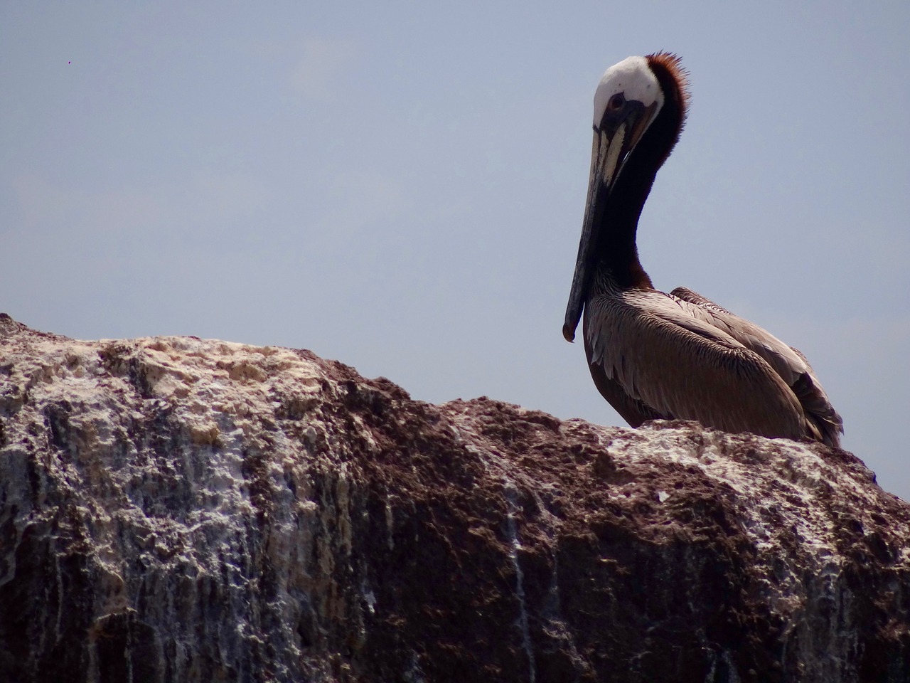 pelican sea bird beach free photo