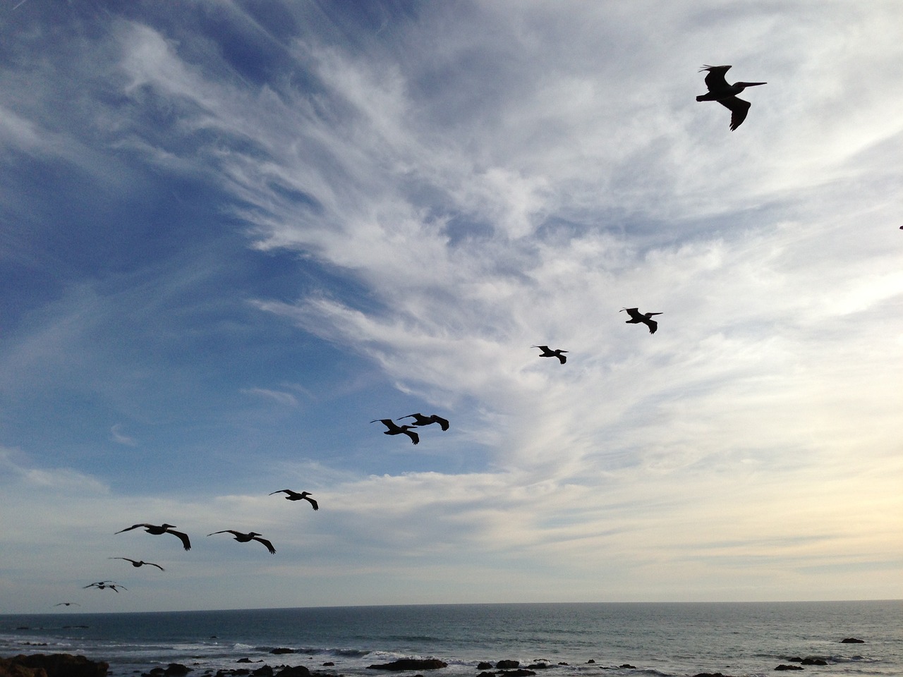 pelican flying birds skies free photo