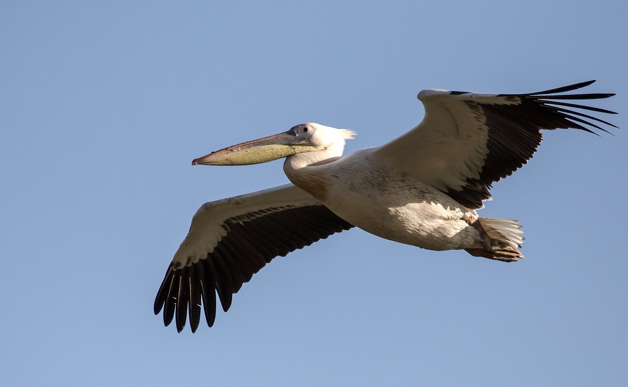 pelican flying bird free photo