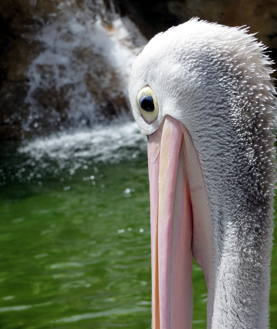 pelican bird face free photo