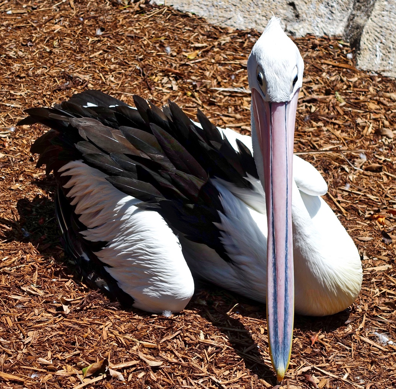 pelican waterbird pelecanus free photo