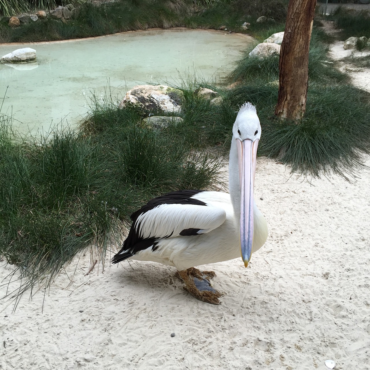 pelican bird beak free photo
