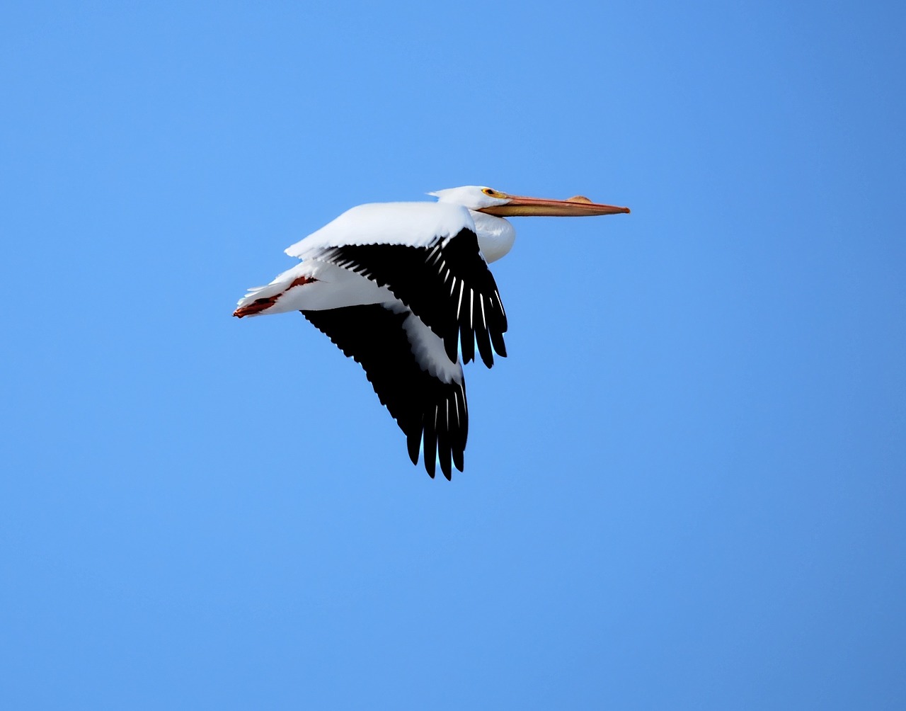 pelican flying bird free photo