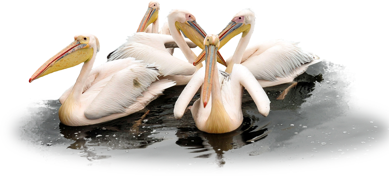 pelican bird wild free photo