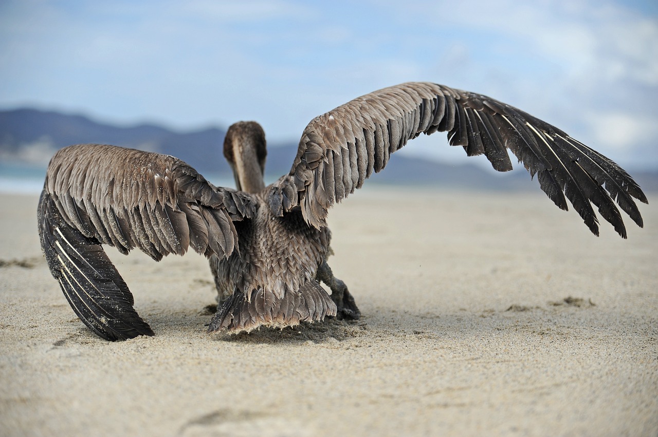 pelican beach sea free photo