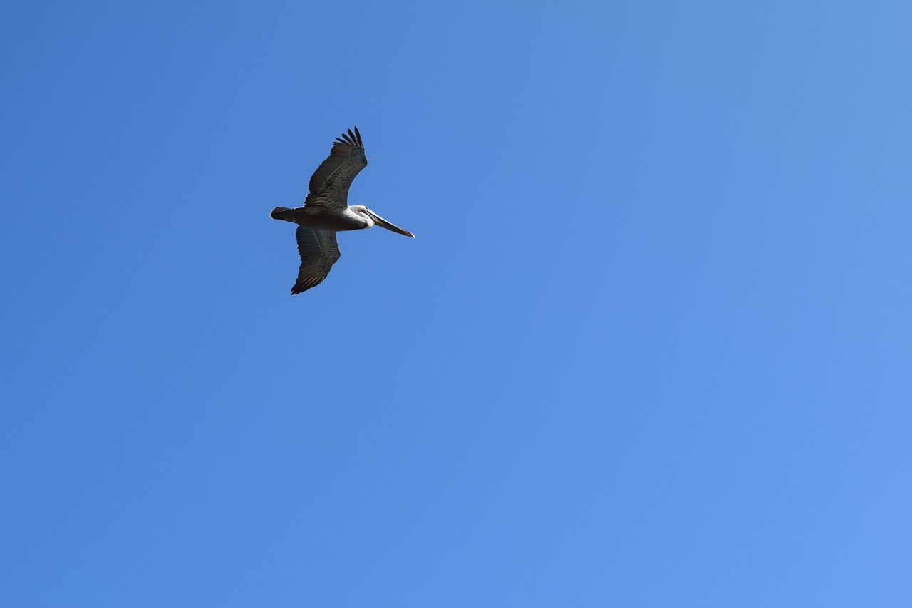 pelican flying bird free photo