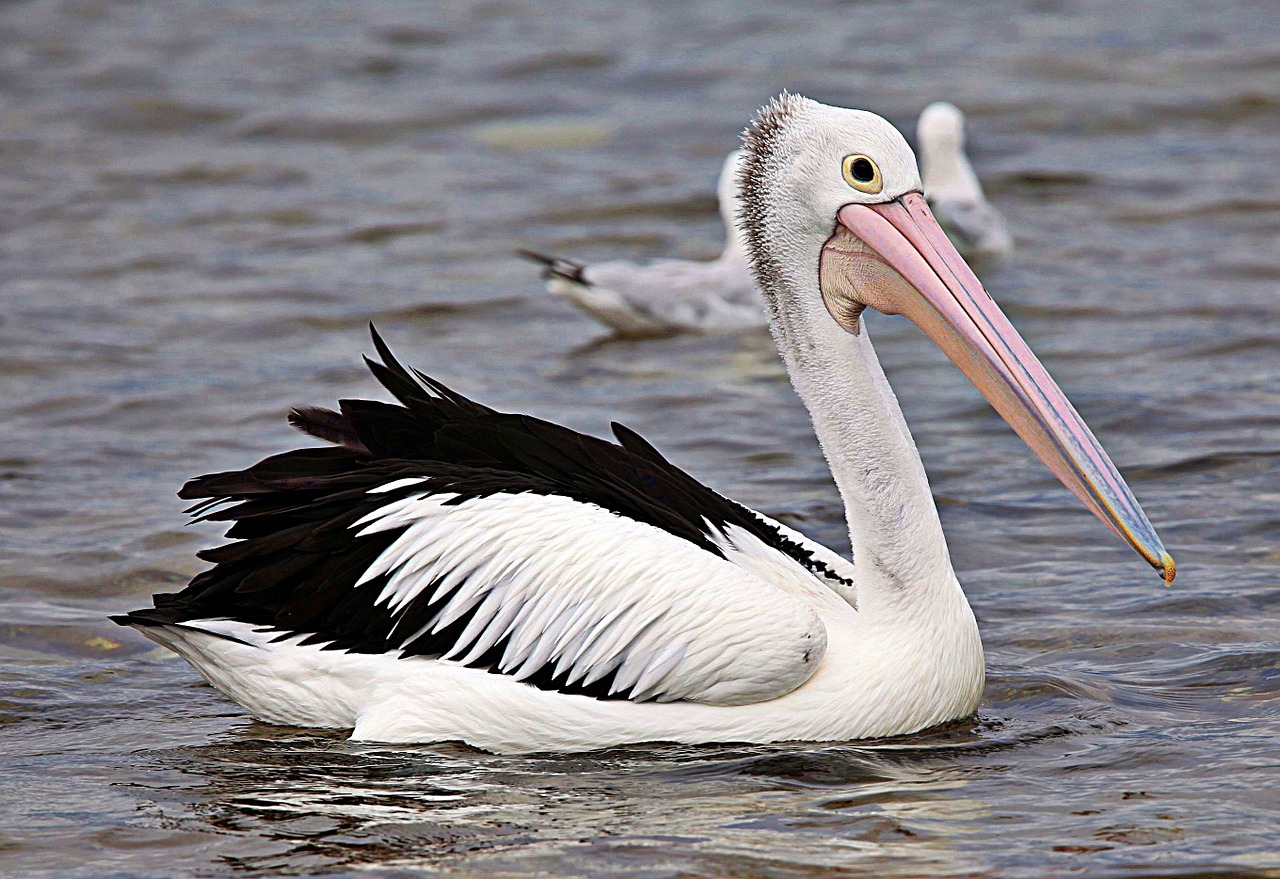 pelican nature wildlife free photo