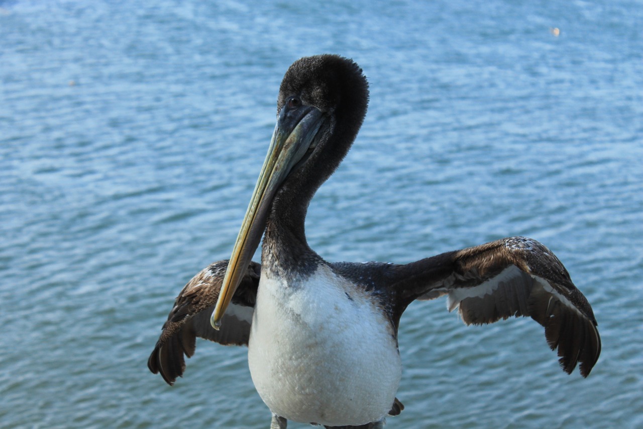 pelican nature bird free photo