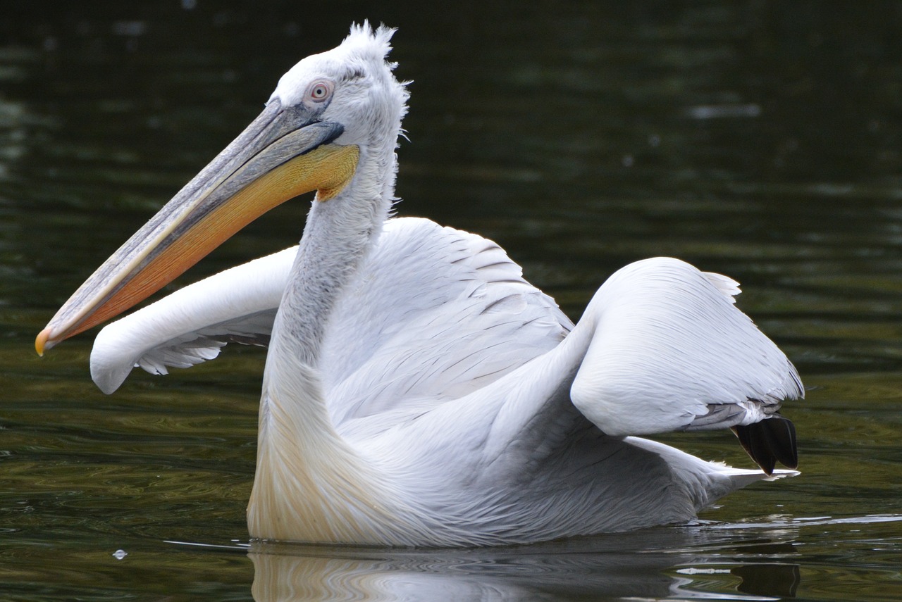 pelican wings beak free photo