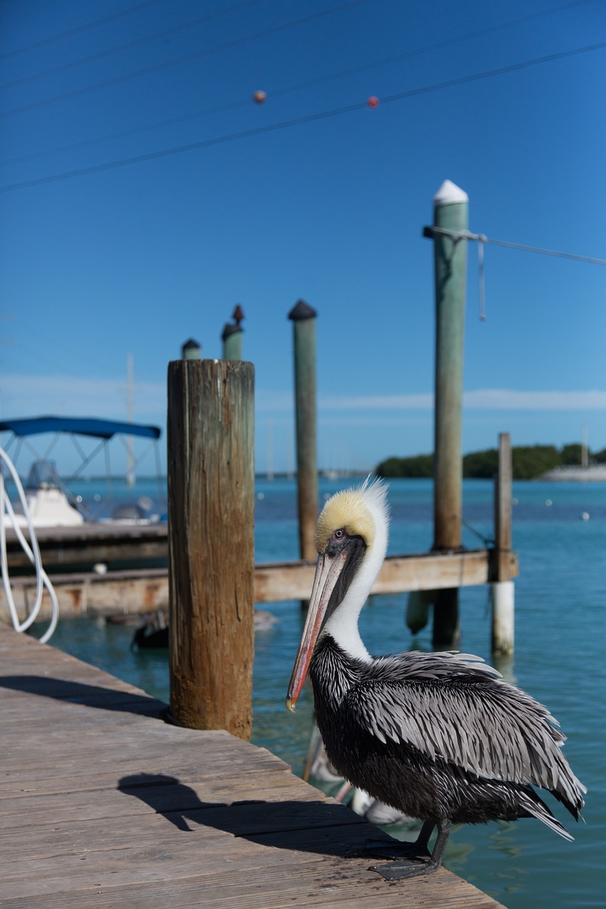 pelican florida key west free photo