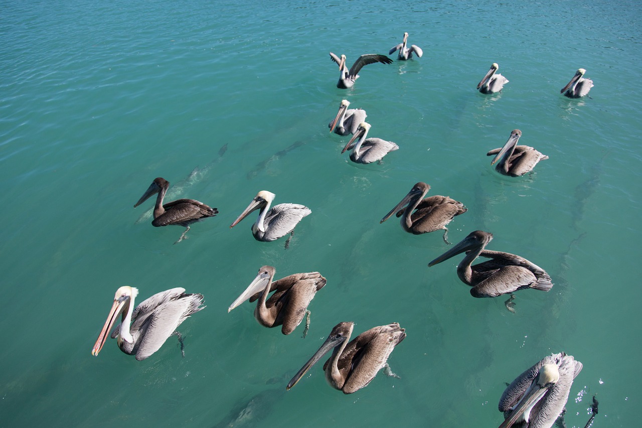 pelican florida key west free photo