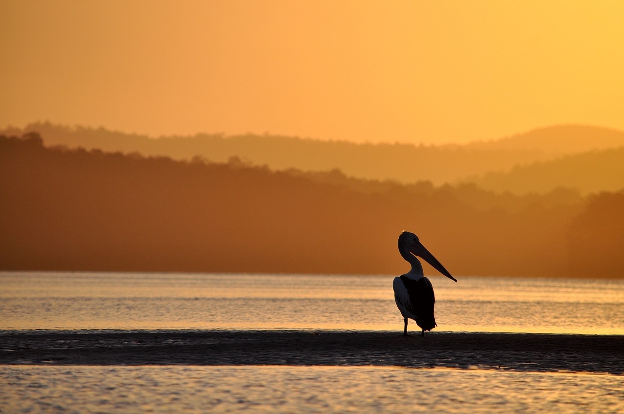 pelican beak water free photo