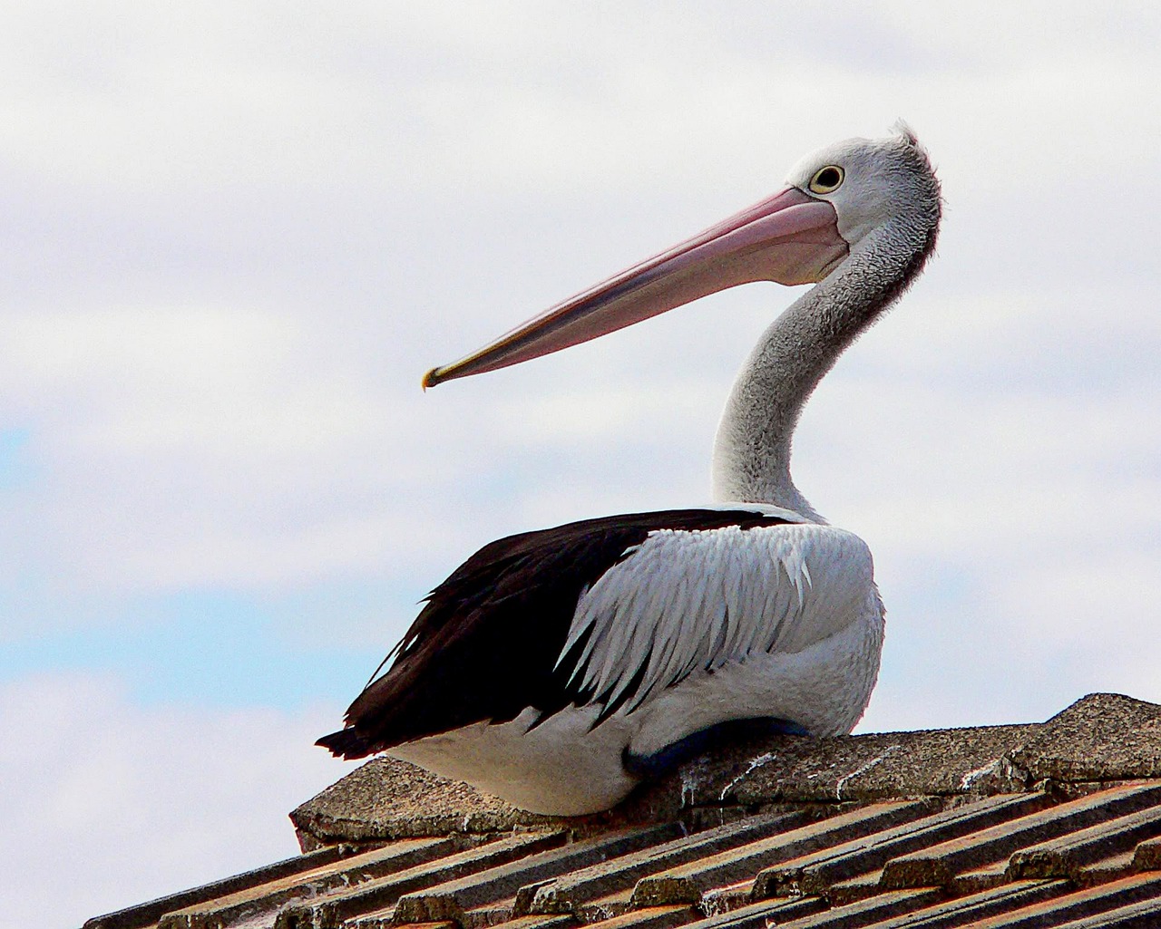 pelican roof resting free photo