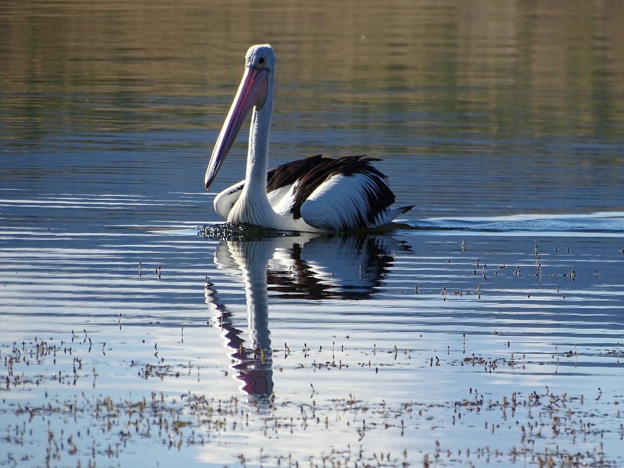 pelican water wildlife free photo