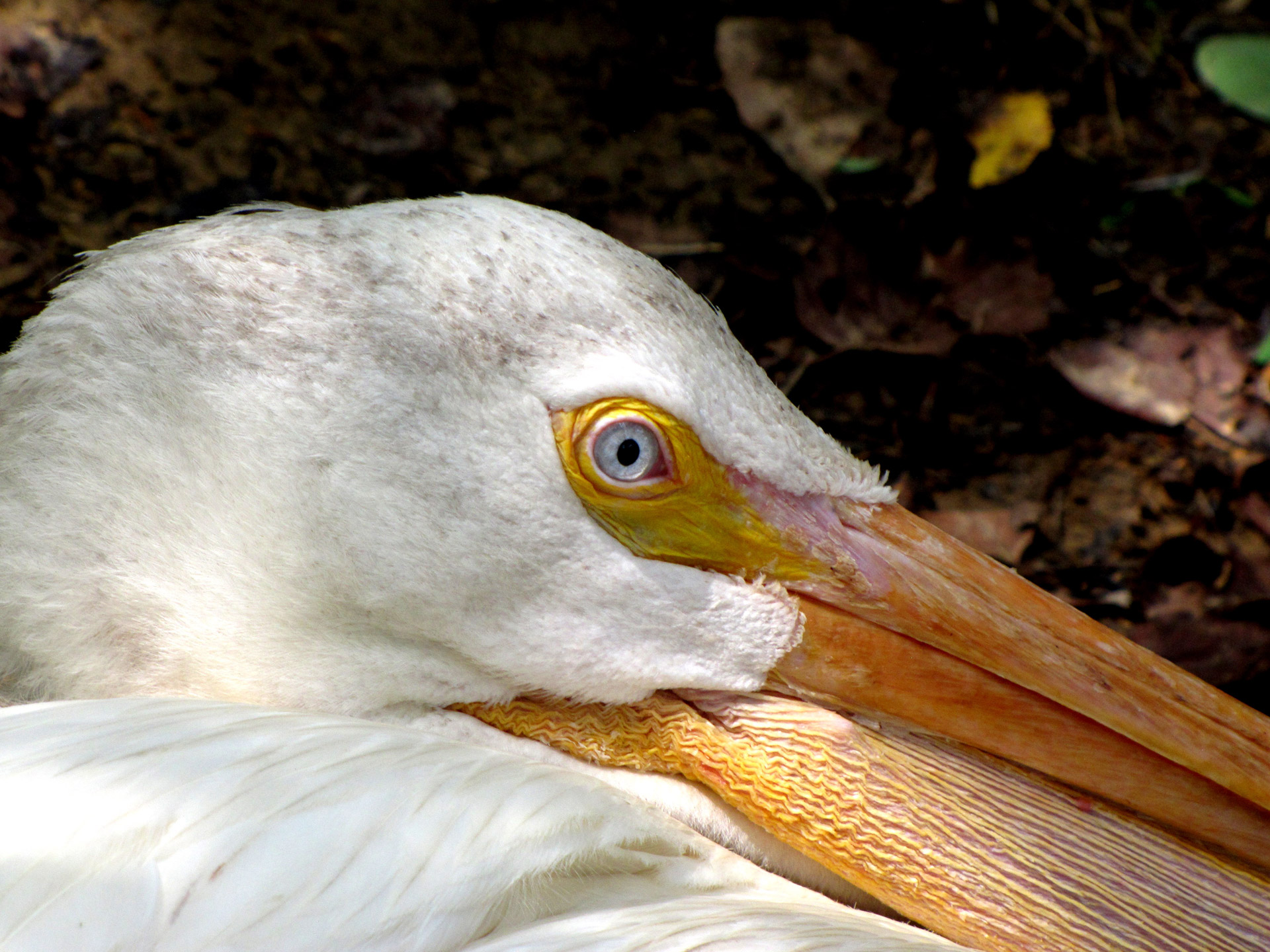 pelican bird white free photo