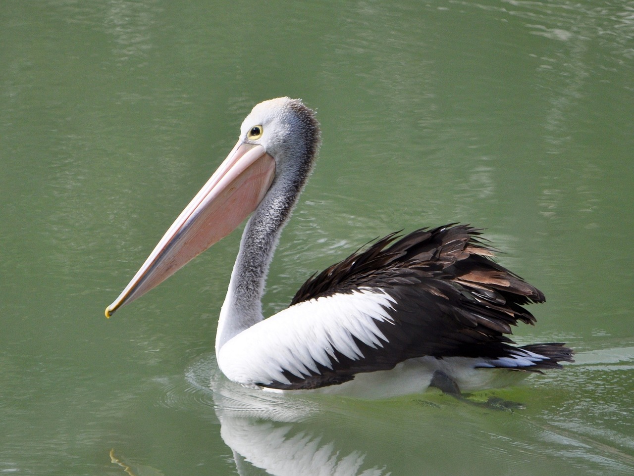 pelican bird wildlife free photo