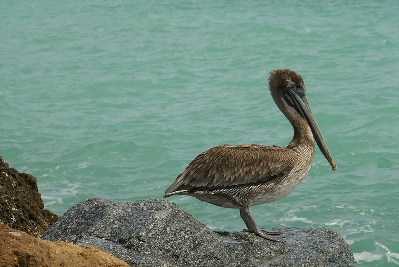 pelican beach ocean free photo
