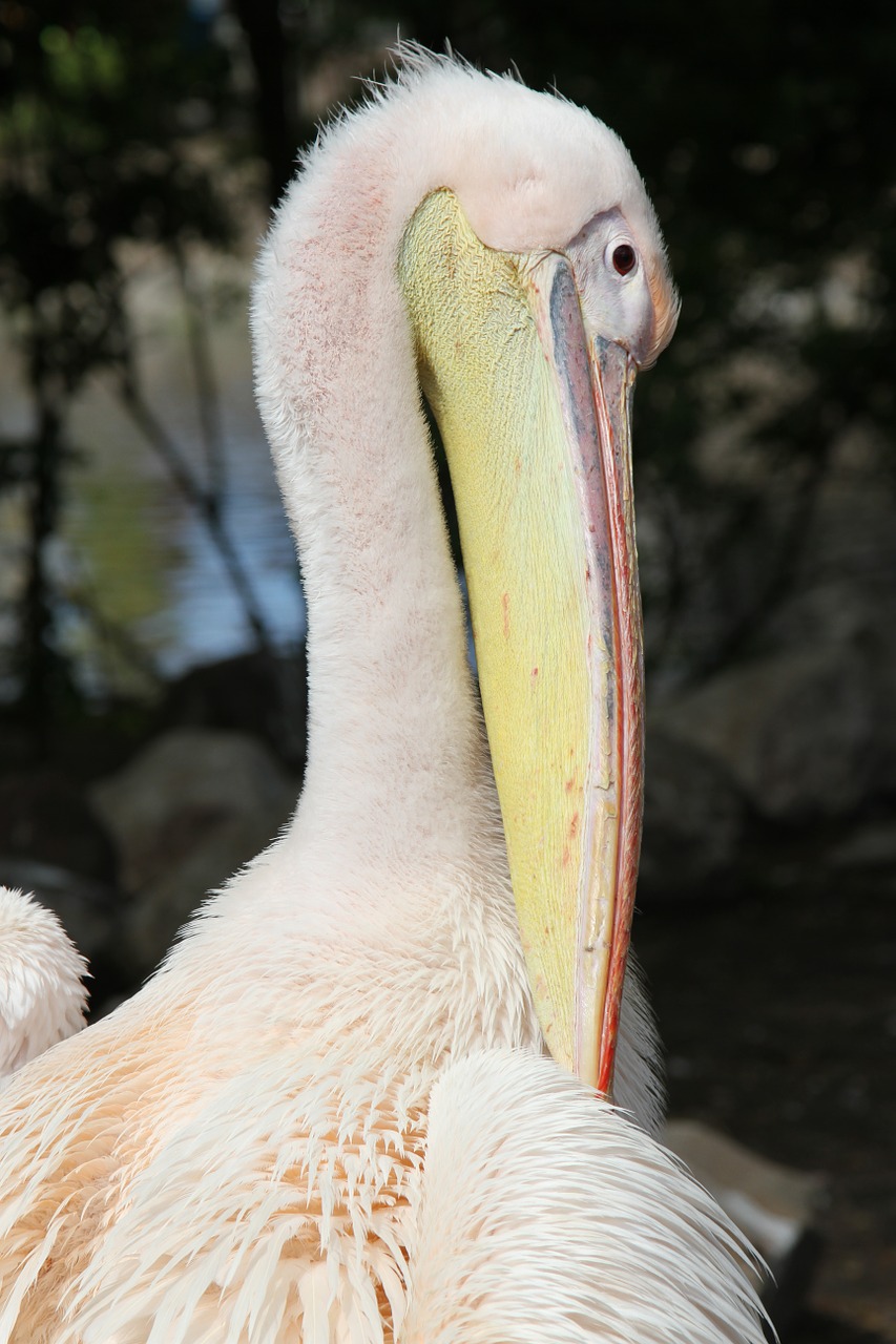 pelican wildlife bird free photo