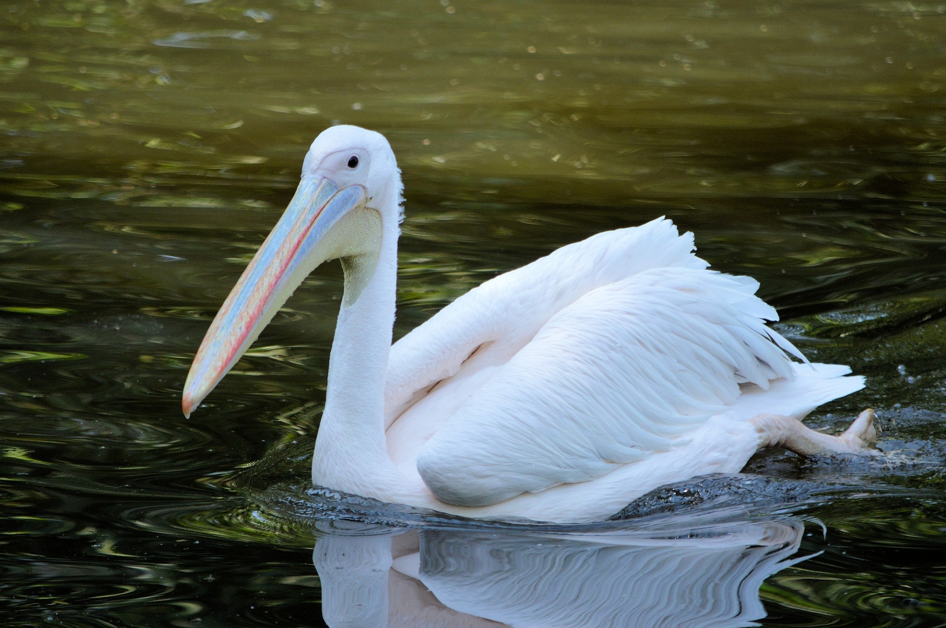 pelican swimming bird free photo