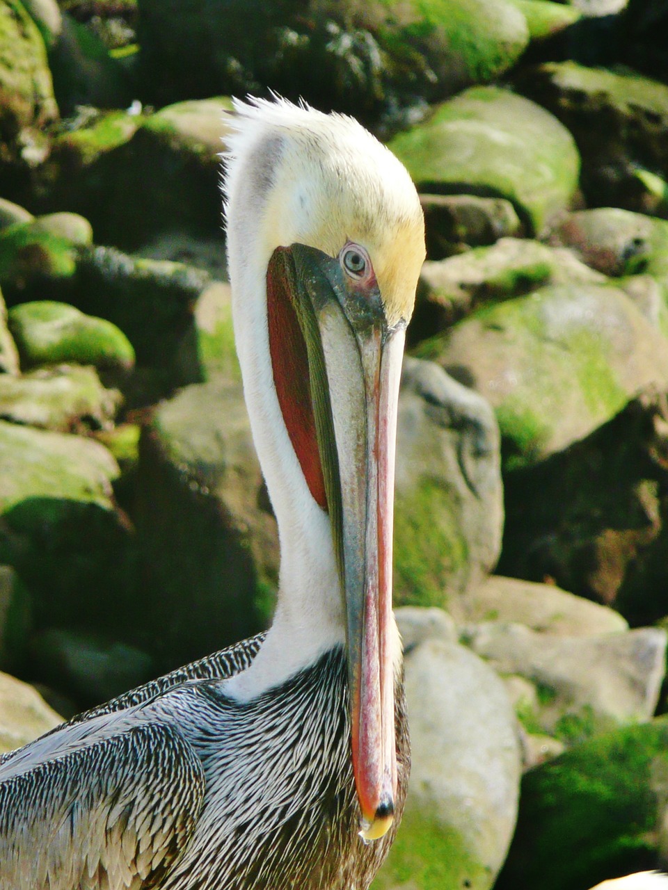 pelican brown san diego free photo