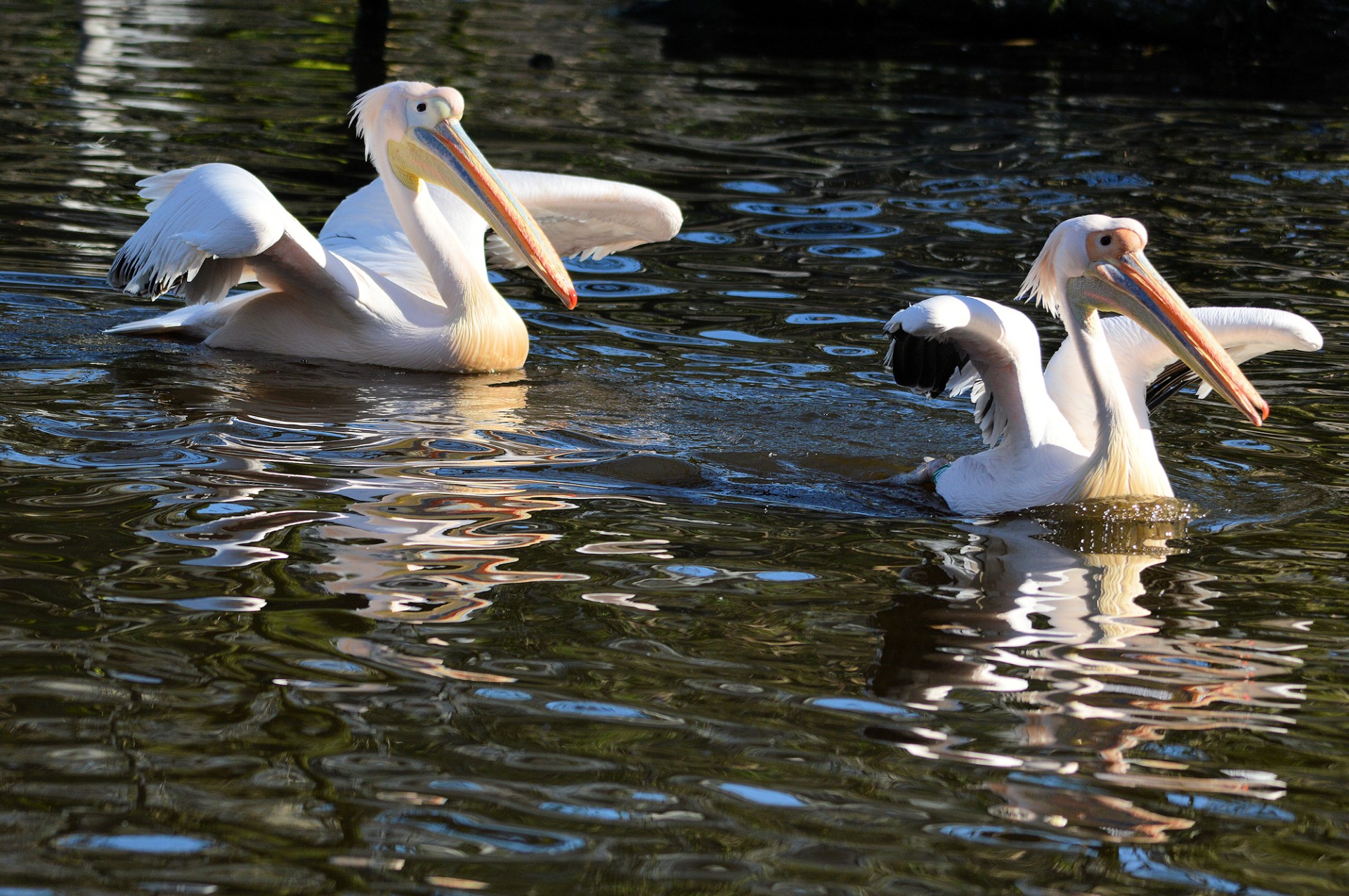 couple pelican bird free photo