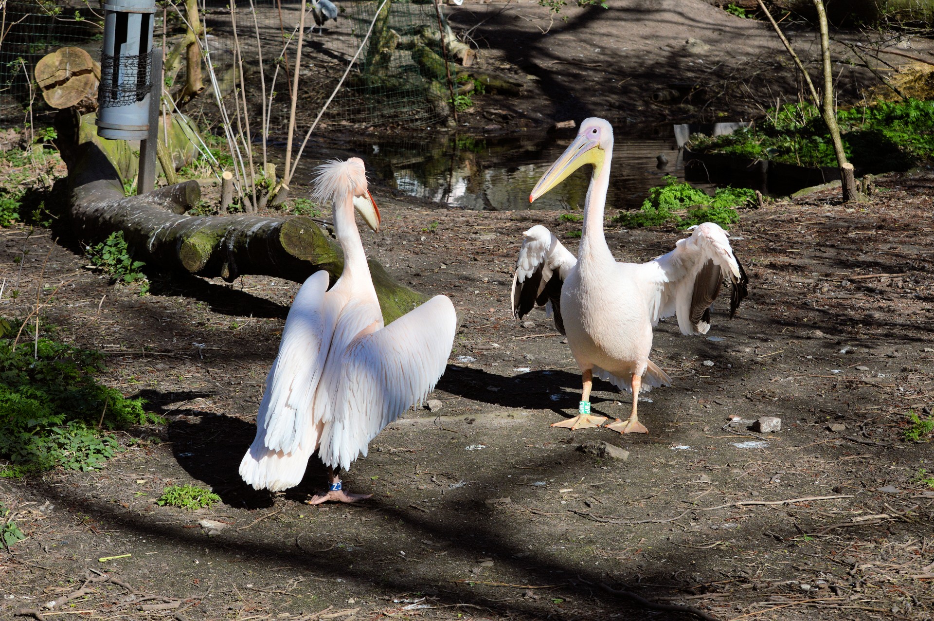 couple pelican bird free photo