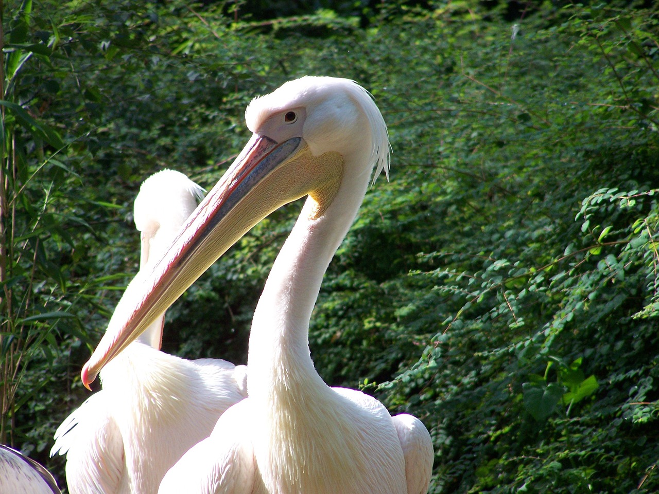 pelican bird big bill free photo
