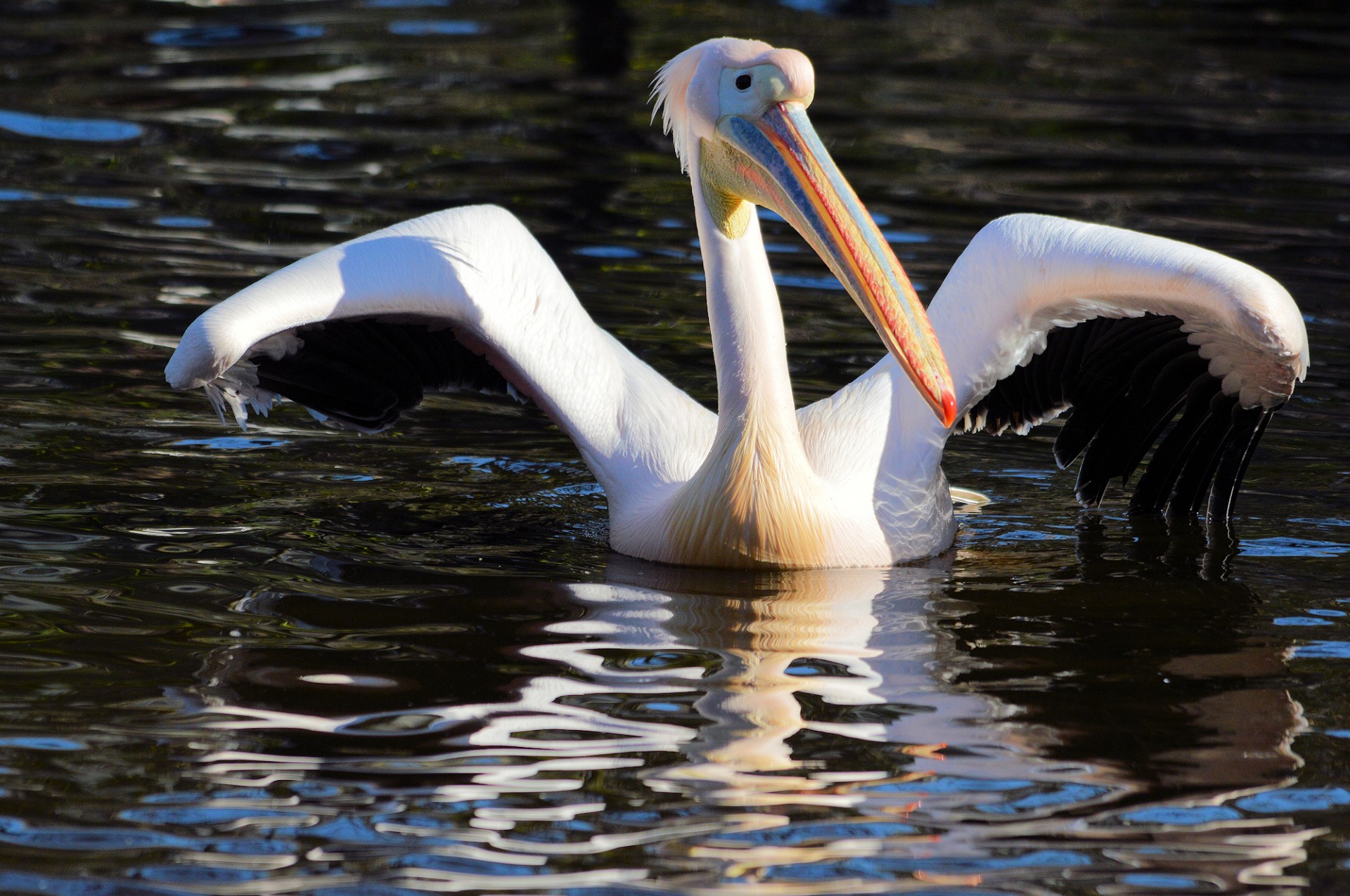 pelican bird tropical free photo