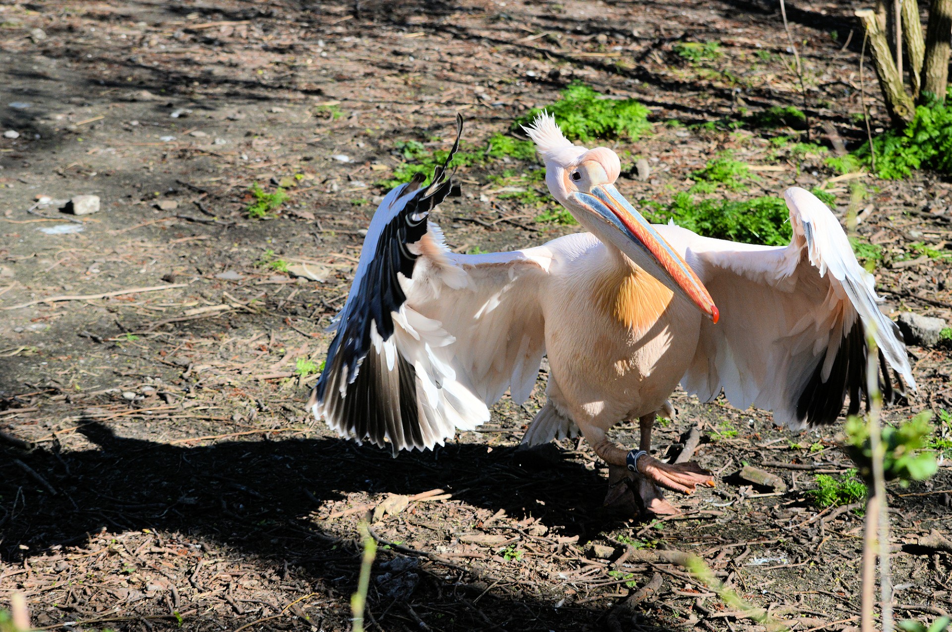 pelican bird tropical free photo