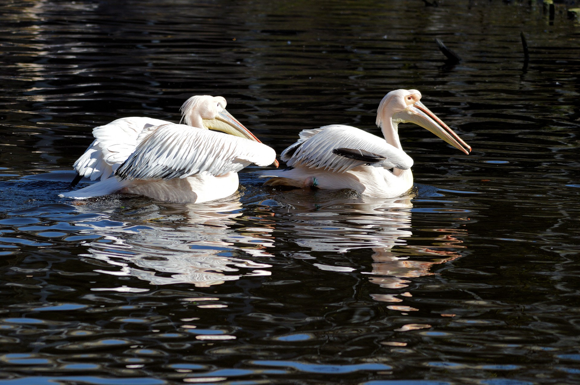 couple pelican bird free photo