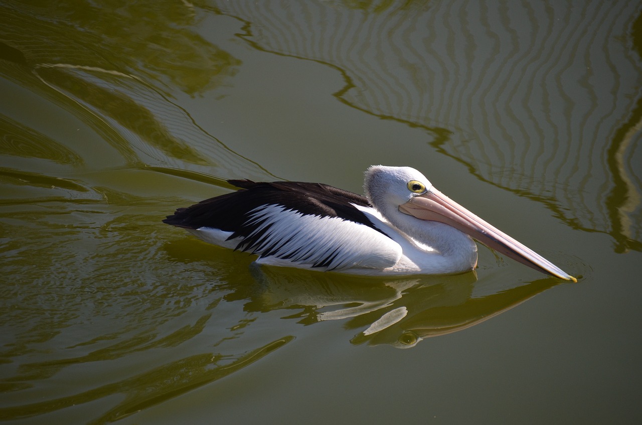 pelican bird swimming free photo