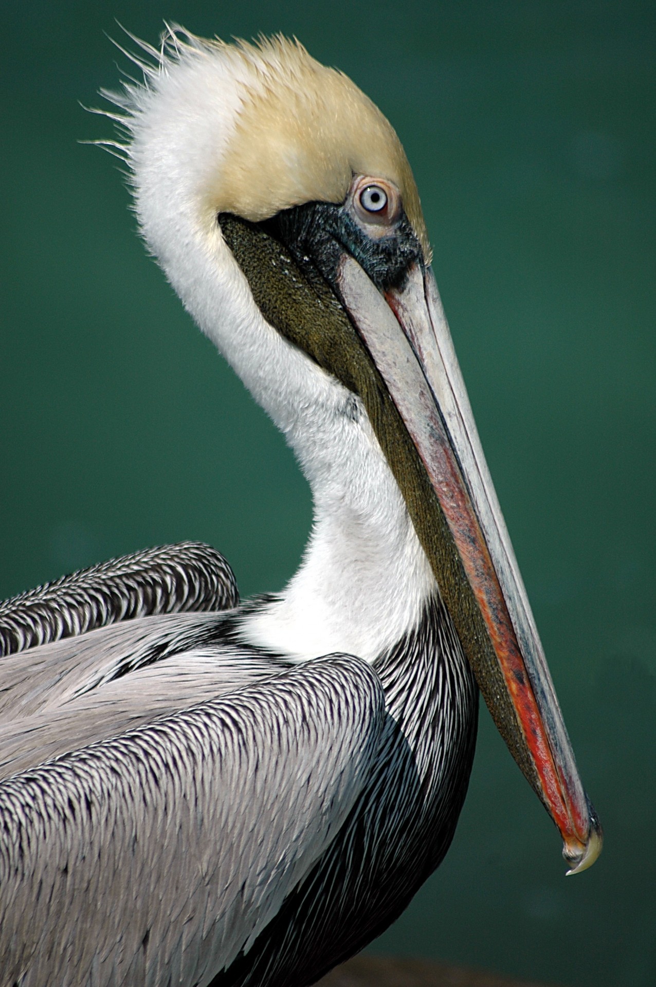 pelican avian bird free photo