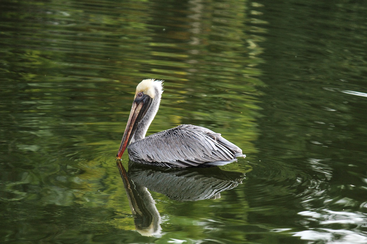 pelican bird pond free photo