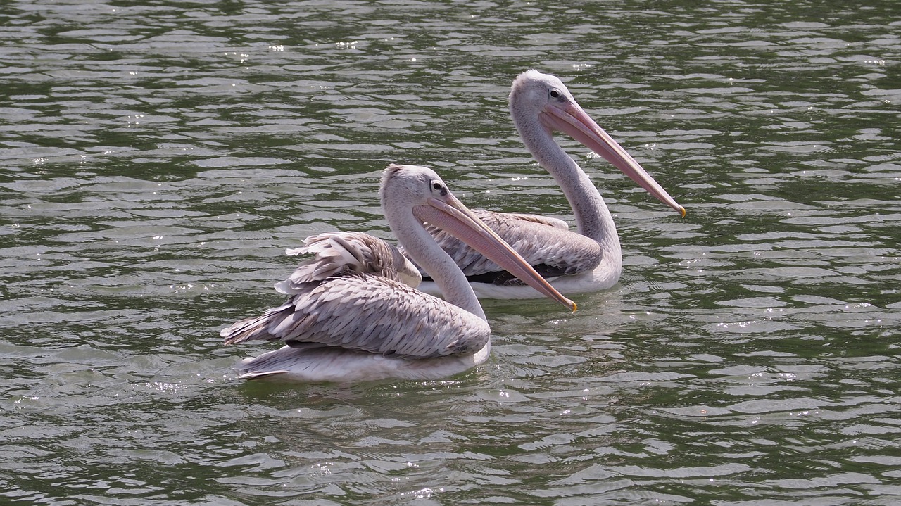 pelican bird water free photo