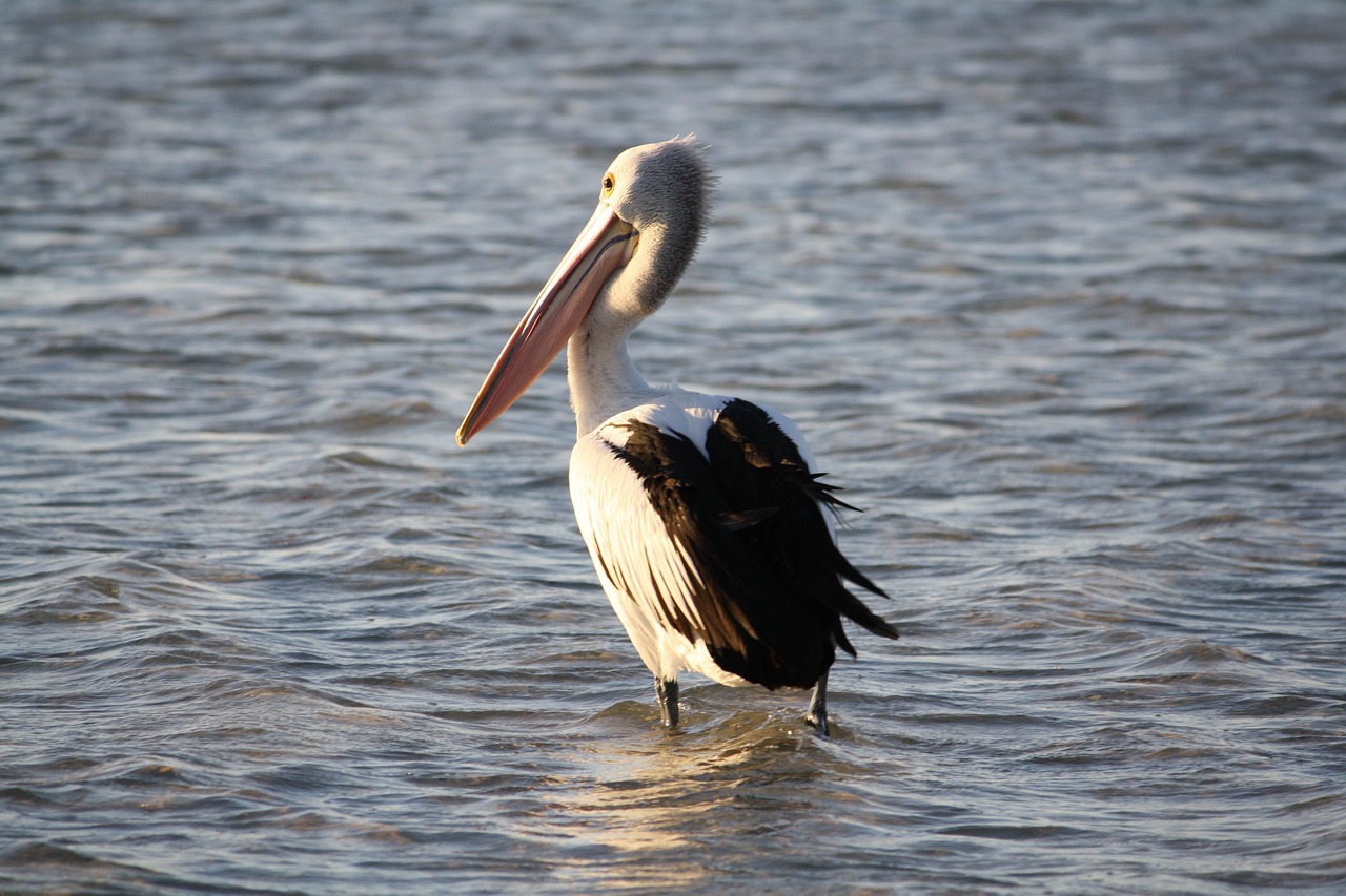 pelican beach sea free photo