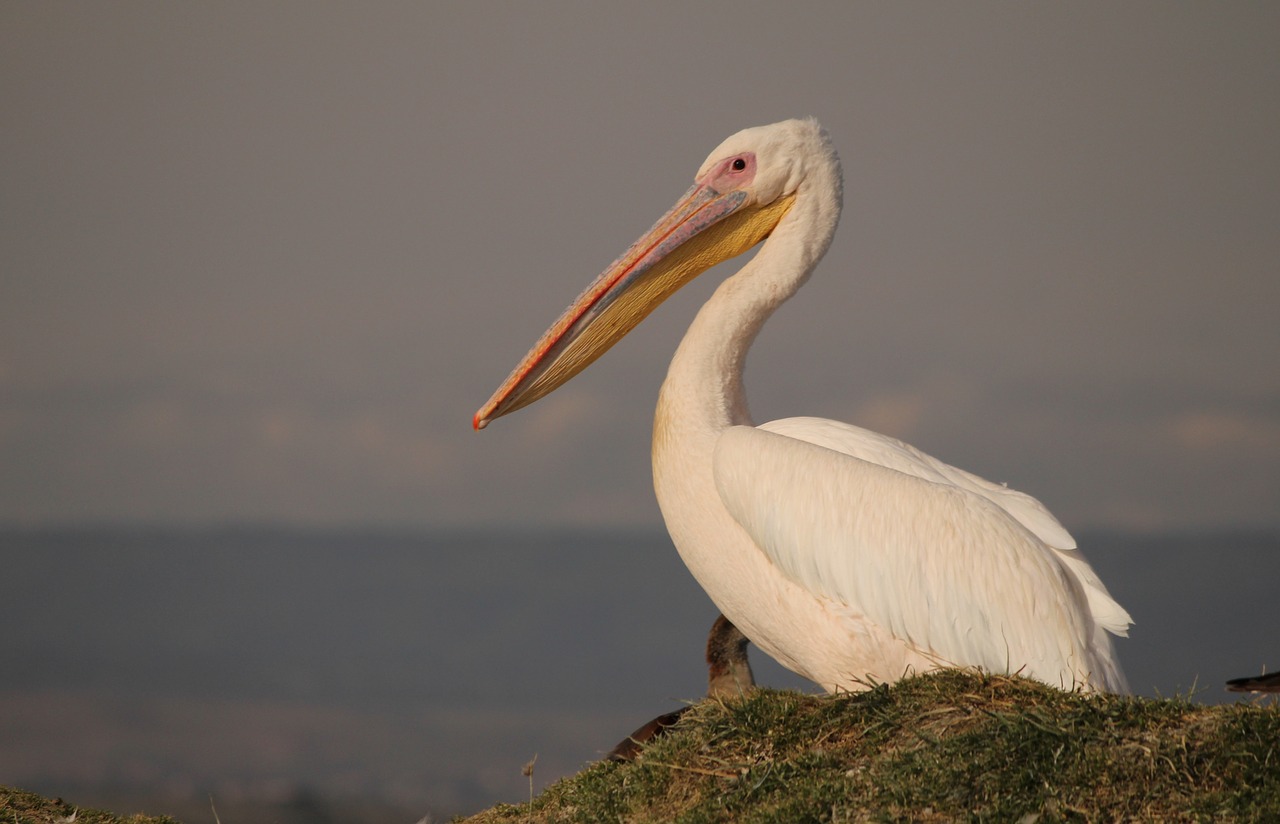 pelican bird pelecanus free photo
