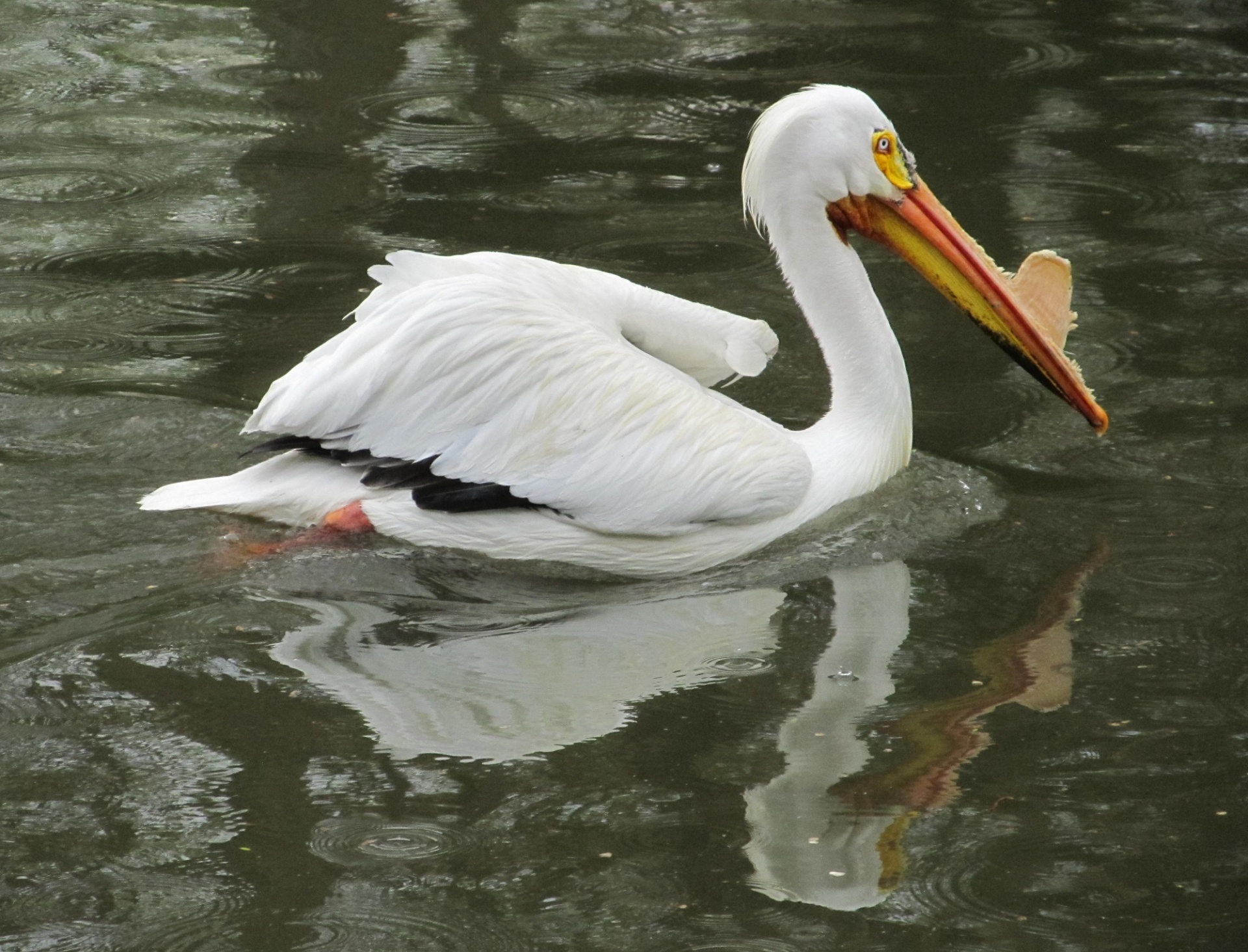pelican american white free photo