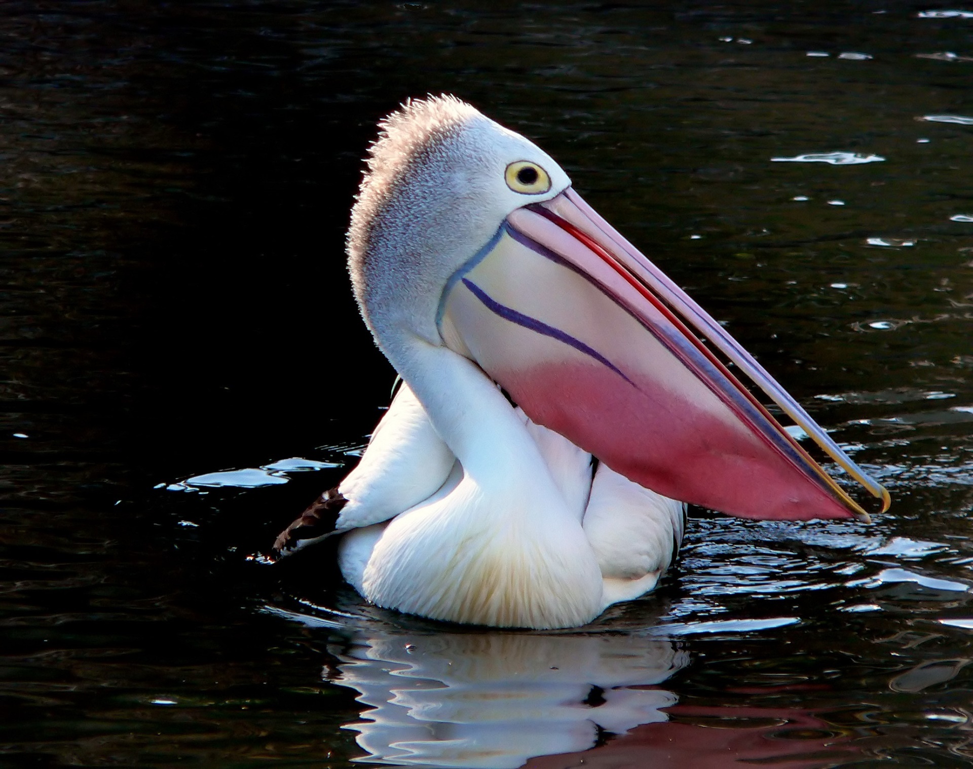 pelican swimming water free photo