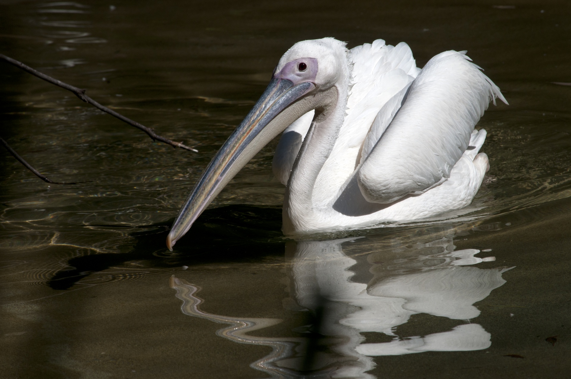 pelican white pelican bird free photo