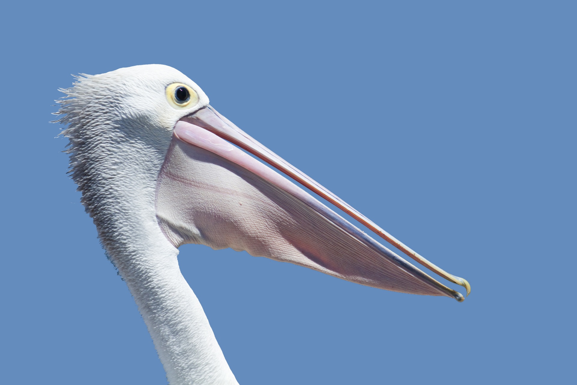 pelican bird head free photo