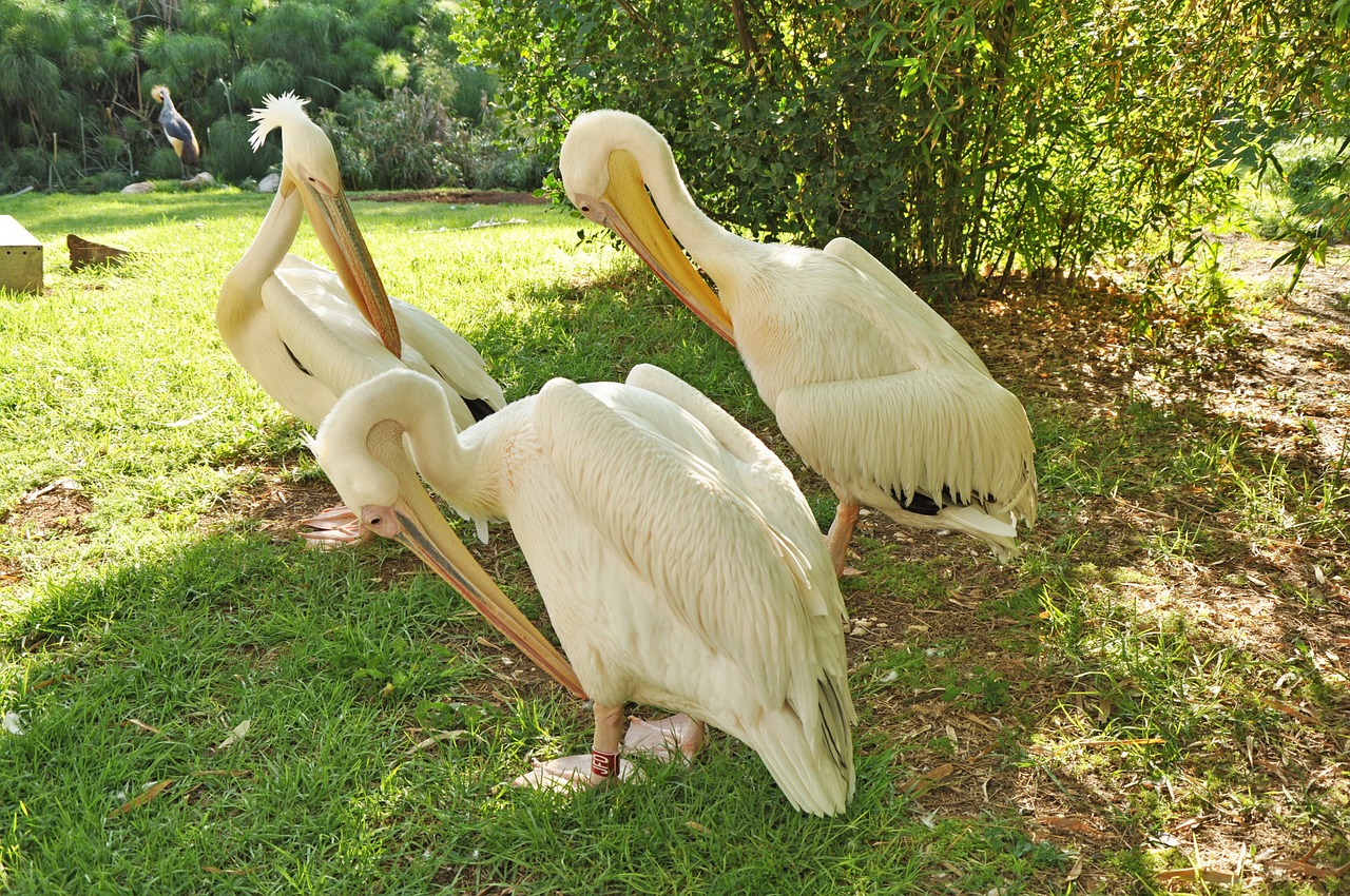pelican bird nature free photo