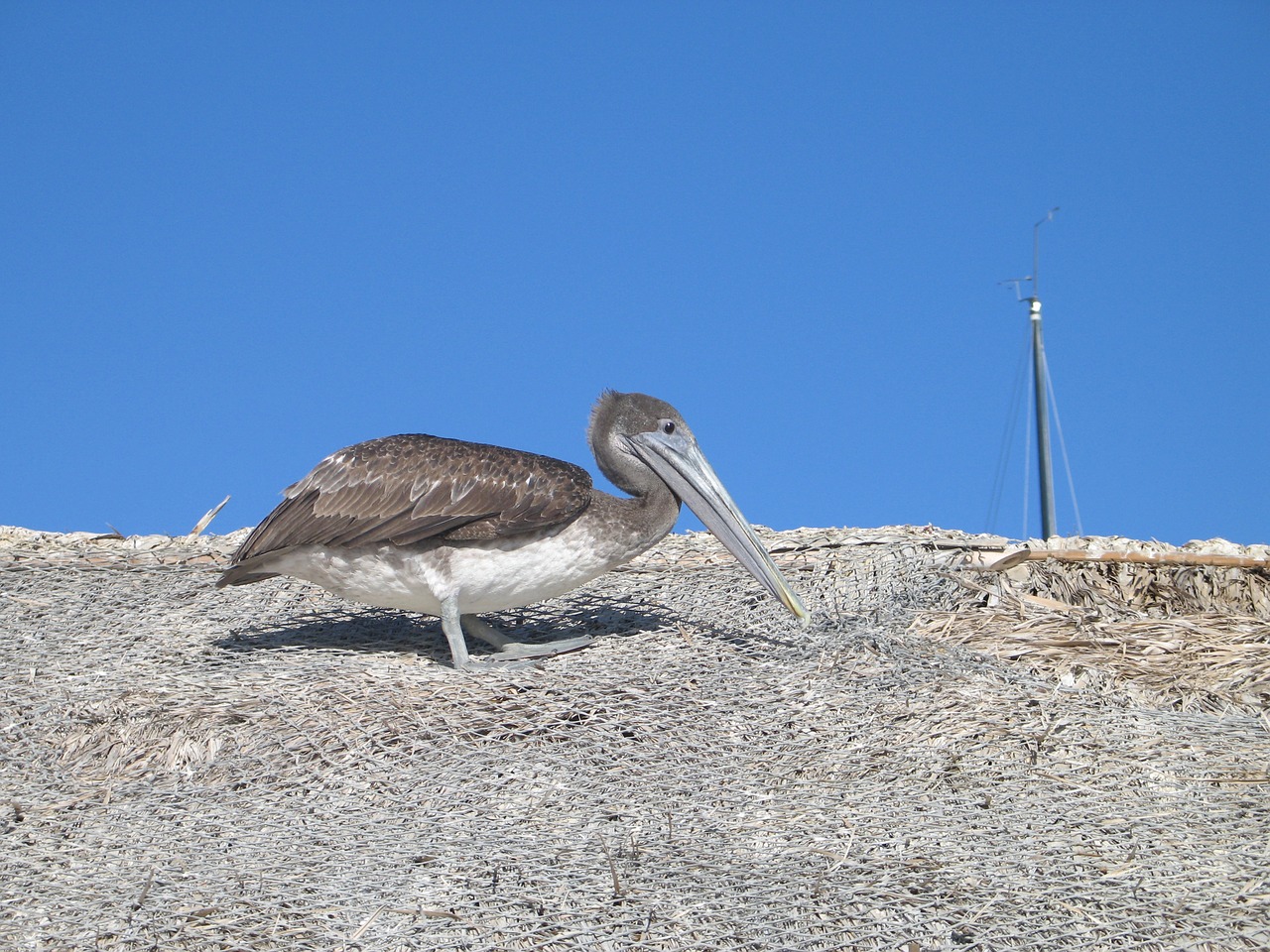 pelican bird wildlife free photo