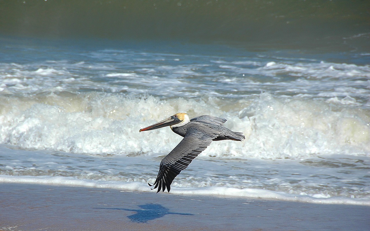 pelican wildlife wild free photo