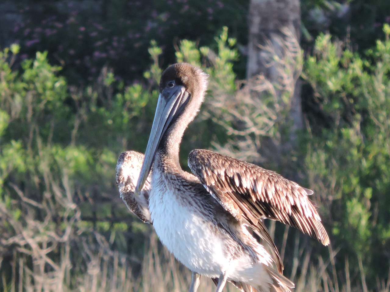 pelican bird nature free photo