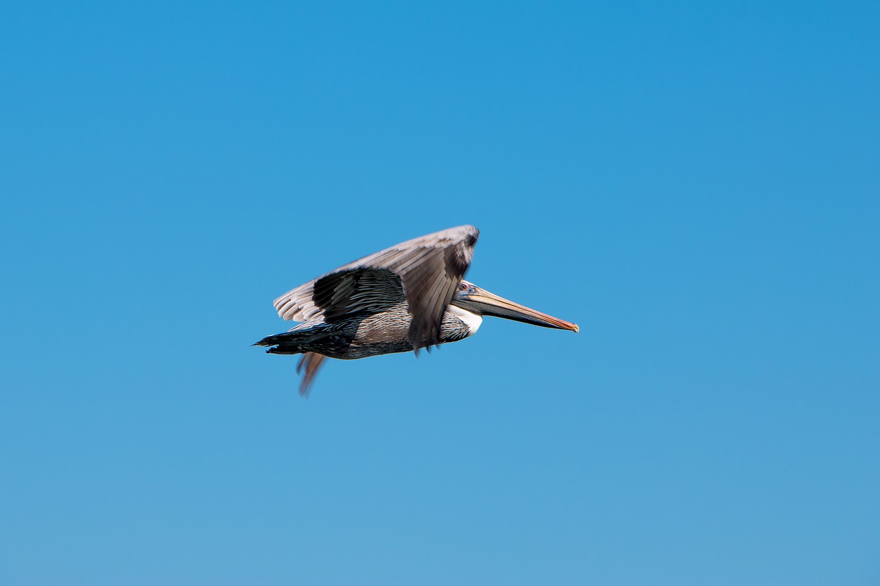 pelican sky nature free photo