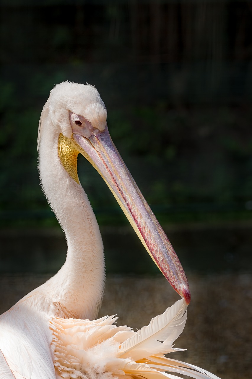 pelican rosy pelican great white pelican free photo