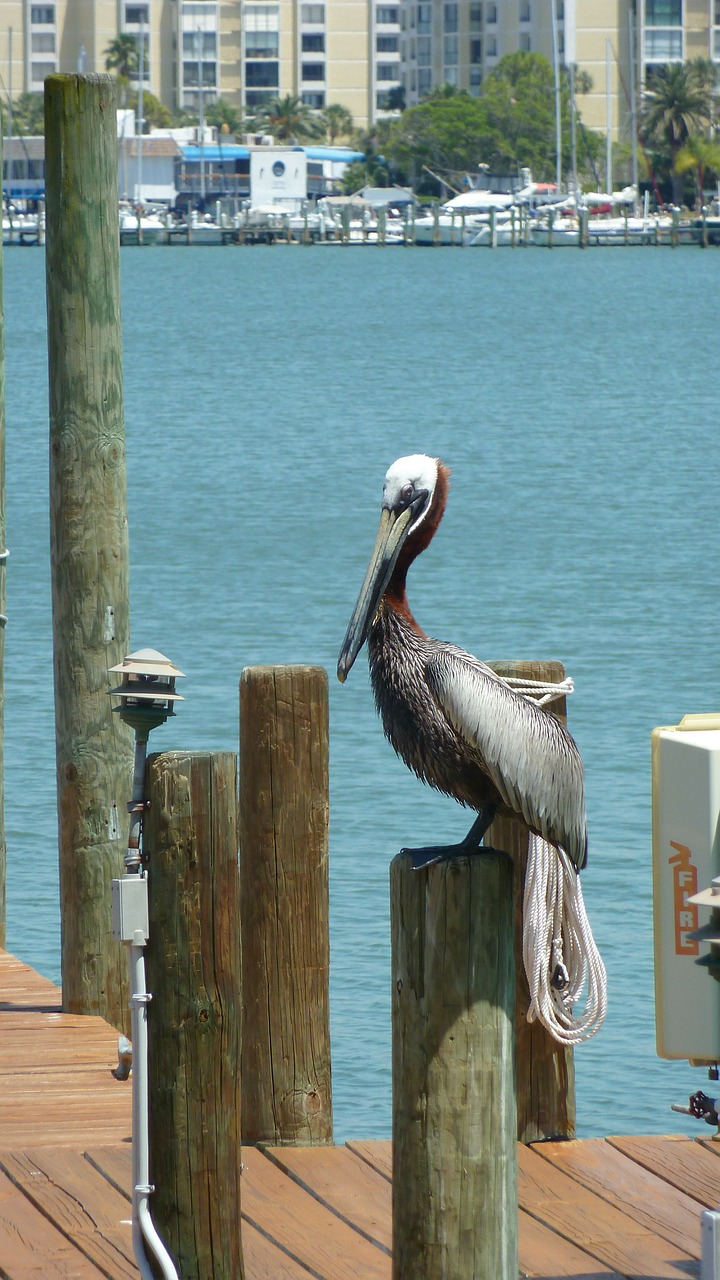 pelican perched dock free photo