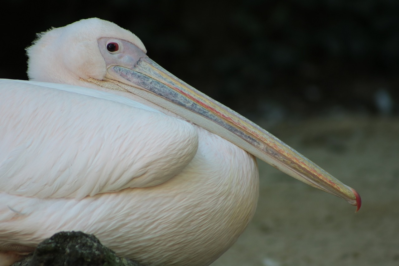 pelican bird wildlife free photo