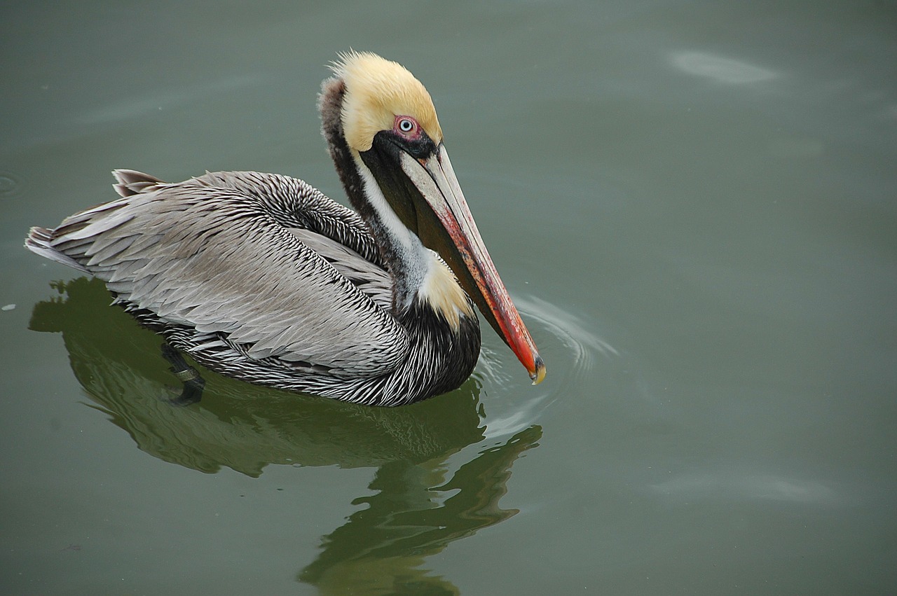 pelican wading bird free photo