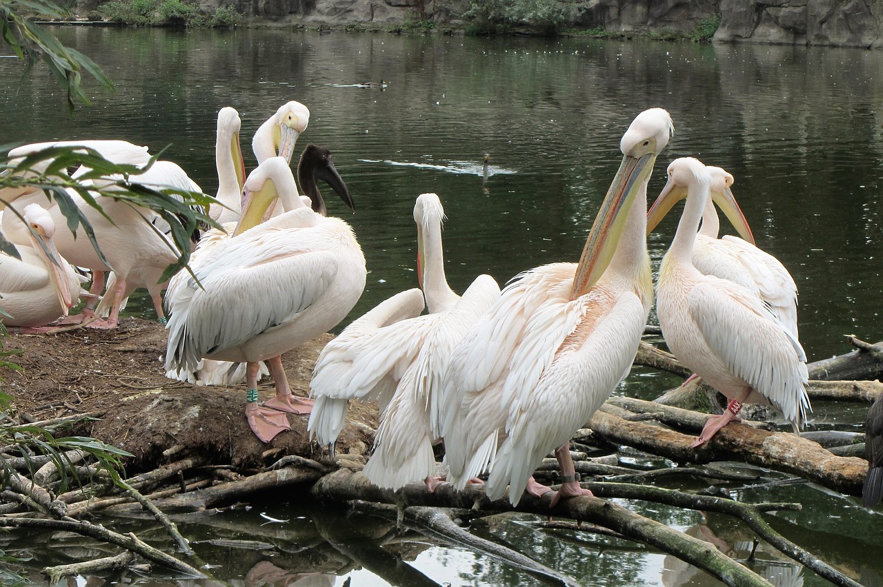 pelican pink pelican pelicans free photo